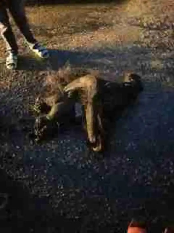 IKORODU SAGA!! Another Suspected Badoo Member Killed In Ikorodu (Graphic Photos)